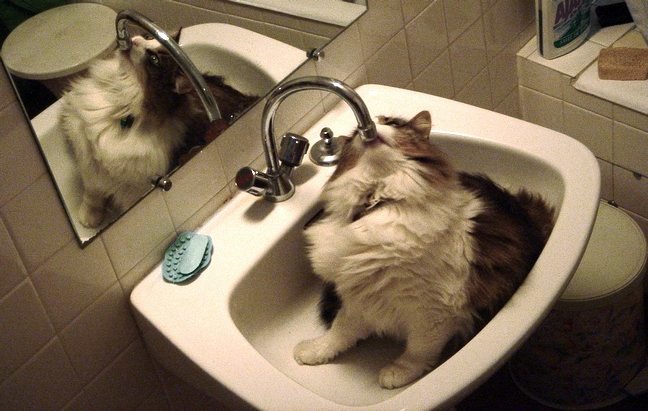 un chat dans la salle de bains